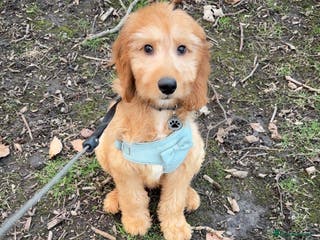 Goldendoodle dogs Bobby - Advert 15