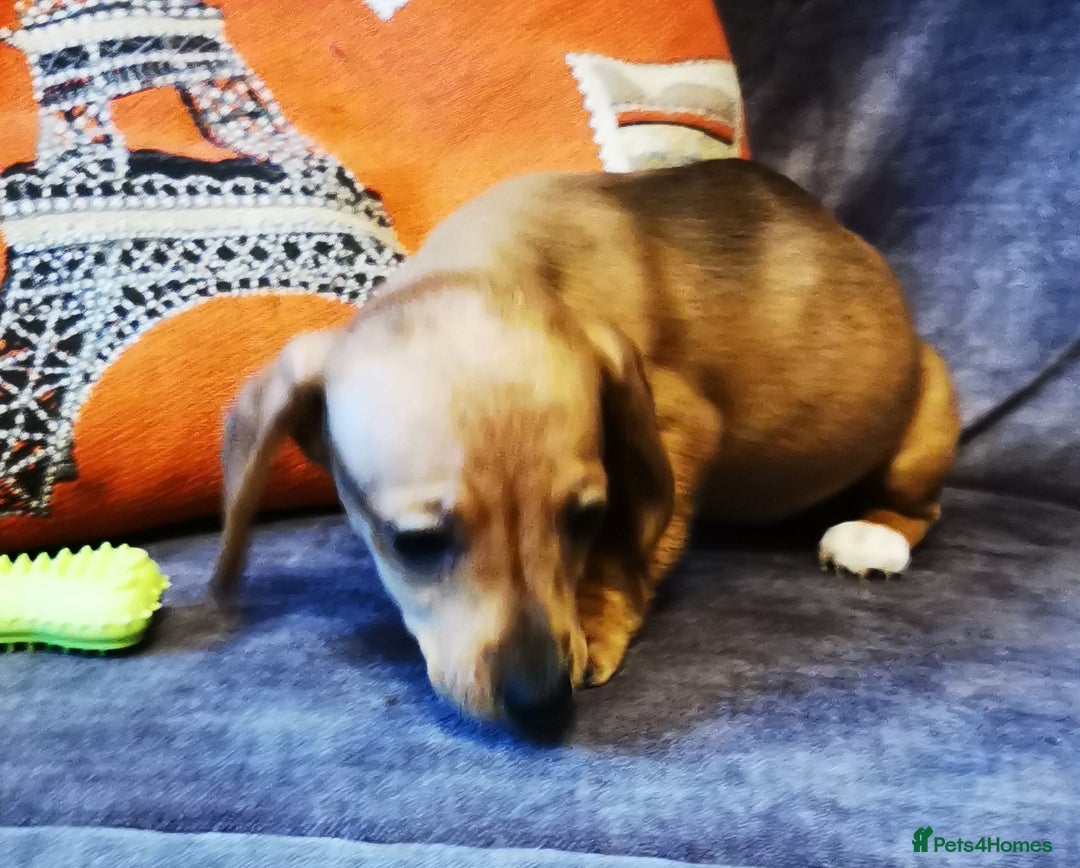 Dachshund dogs for sale: Unusual colour beautiful miniature dachshound pups - Advert 7