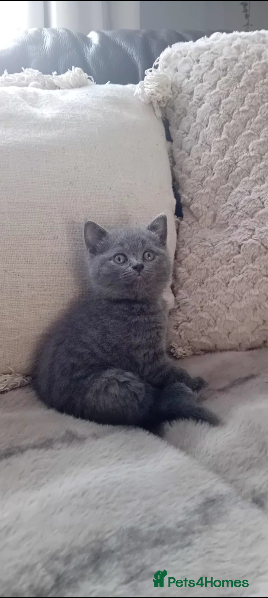 British Shorthair Kitten 2