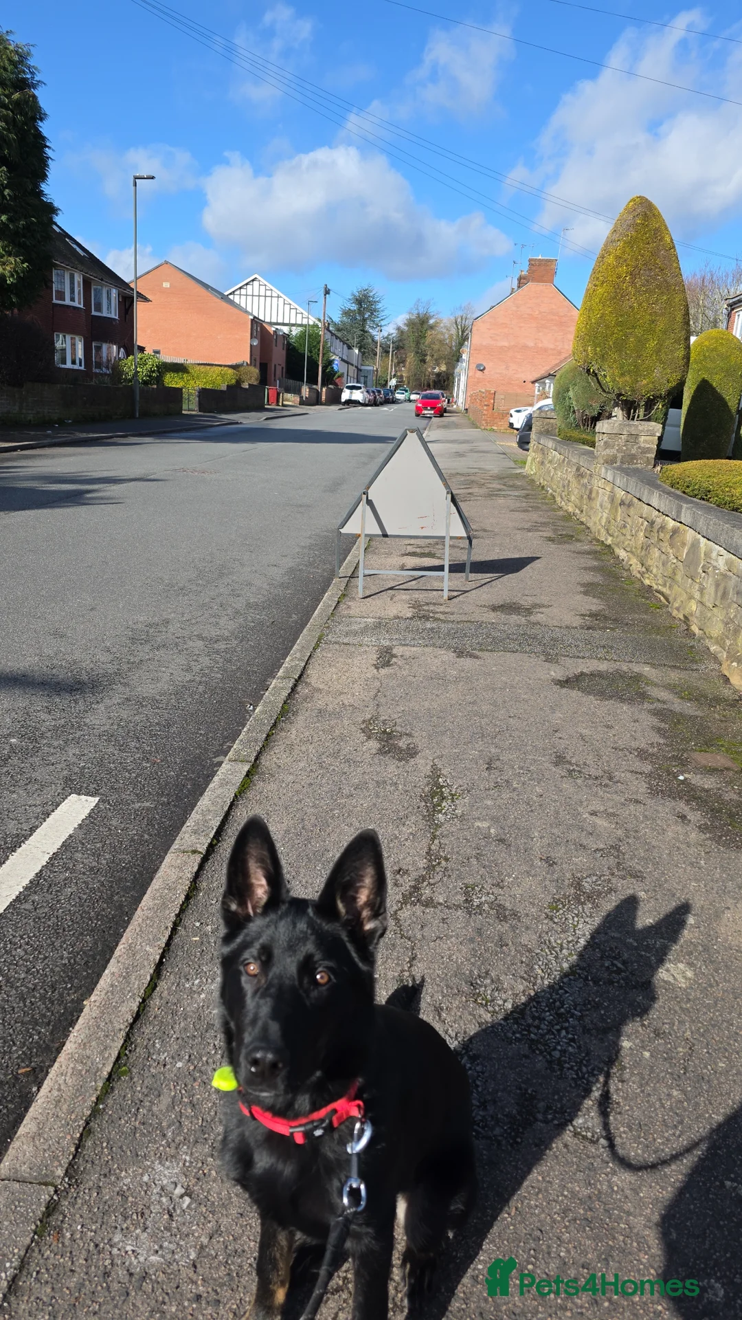 German Shepherd dogs for sale: German Shepherd  in Sheffield - Advert 2