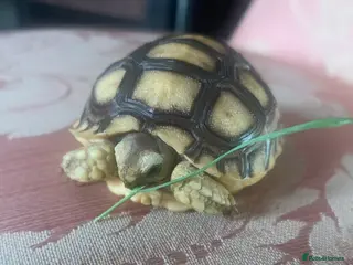 Tortoise reptiles Sulcata tortoise babies ( 1 Left ) - Advert 13