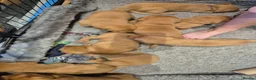 Labrador Retriever dogs for sale: Health Tested KC FoxRed Working Labrador Puppies  - Advert 5