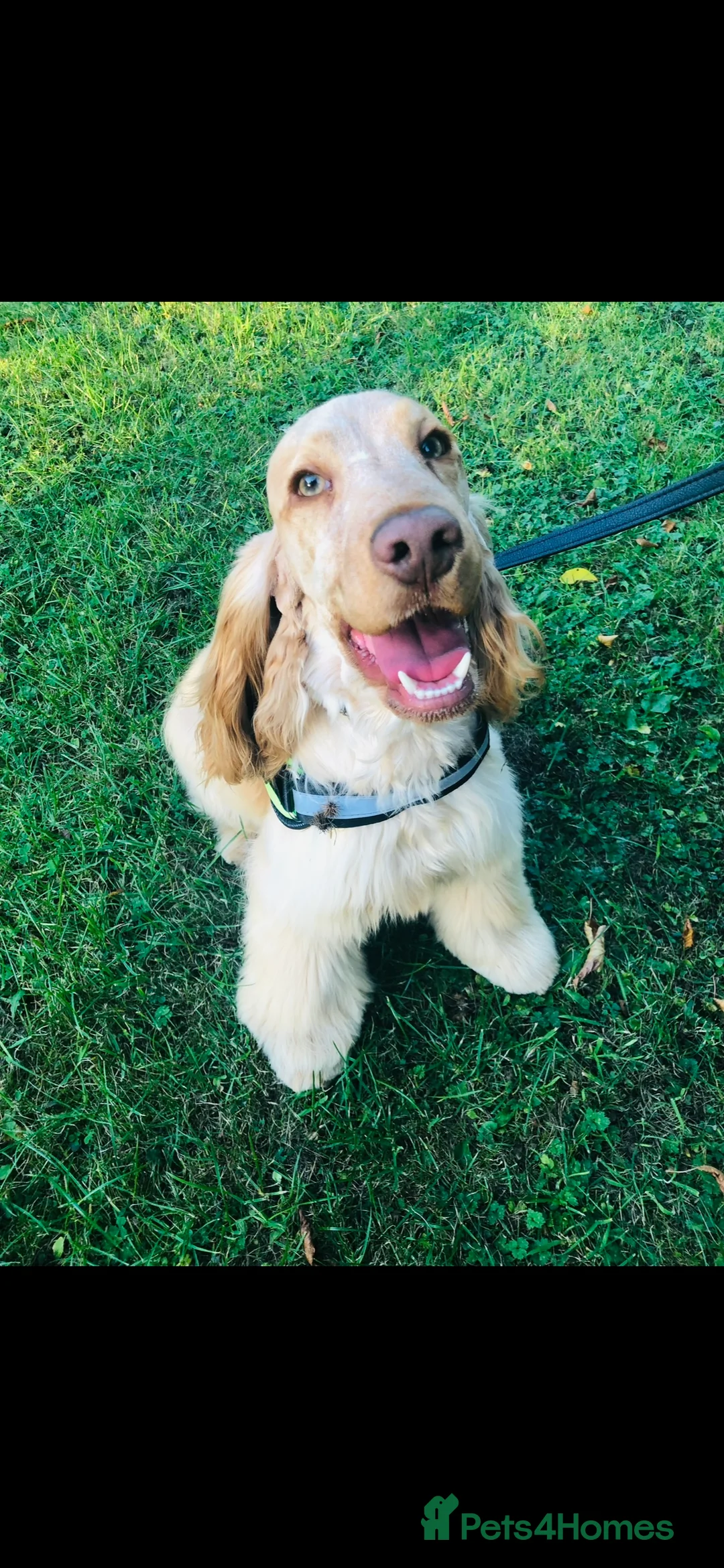 Cocker Spaniel dogs for sale: 🤎🧡 Show Cocker Spaniel Puppies For Sale - Advert 3