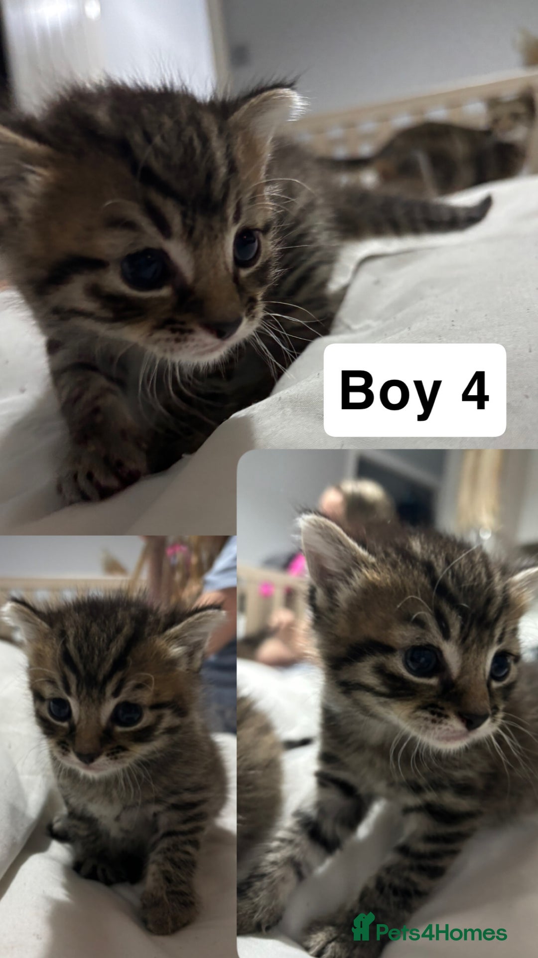 British Shorthair cats for sale: 4 boy British short haired tabby’s  - Advert 4