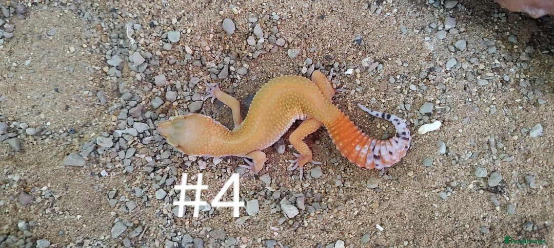Leopard Gecko reptiles for sale: Leopard Gecko Babies - Image 4