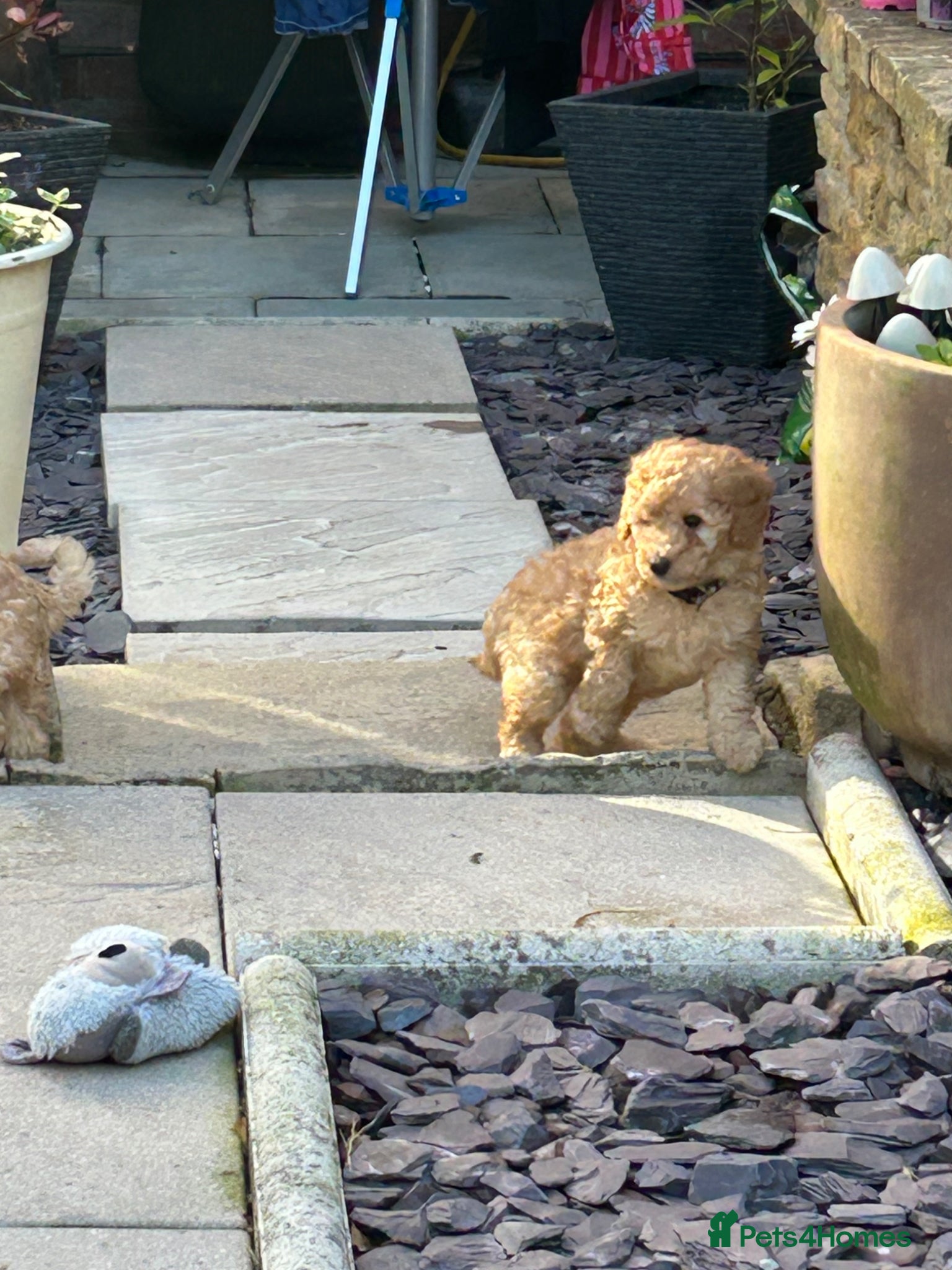Toy Poodle dogs Stunning & outstanding KC reg toy poodles  - Advert 1