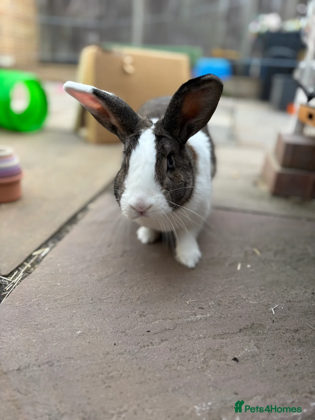 Mixed Breed rabbits for sale: My beautiful girl - Advert 5