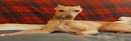 Whippet dogs for stud: Whippet for stud (KC reg; pedigree) Dorset. 20" in Sherborne - Advert 3