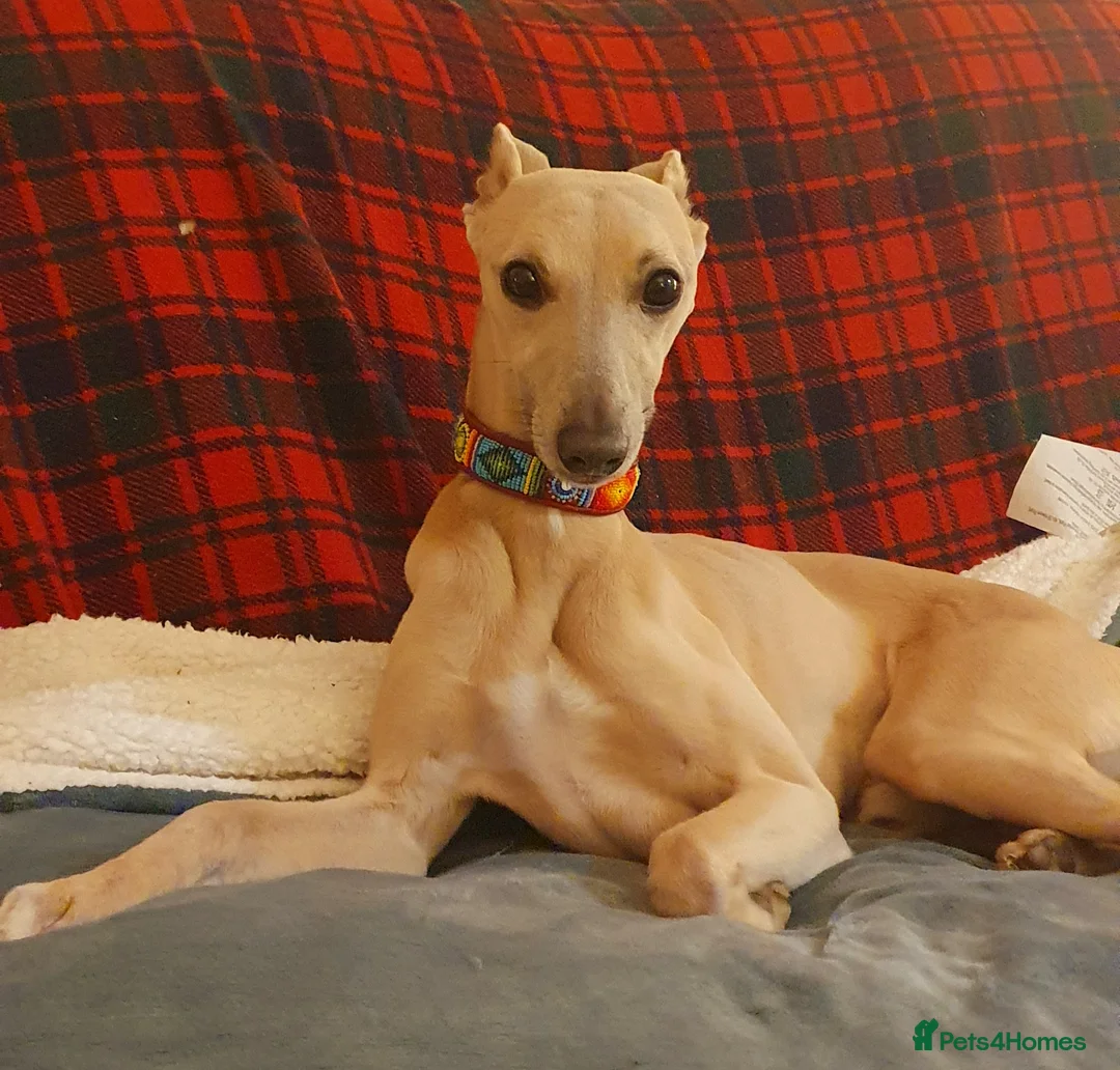 Whippet dogs for stud: Whippet for stud (KC reg; pedigree) Dorset. 20" in Sherborne - Advert 3