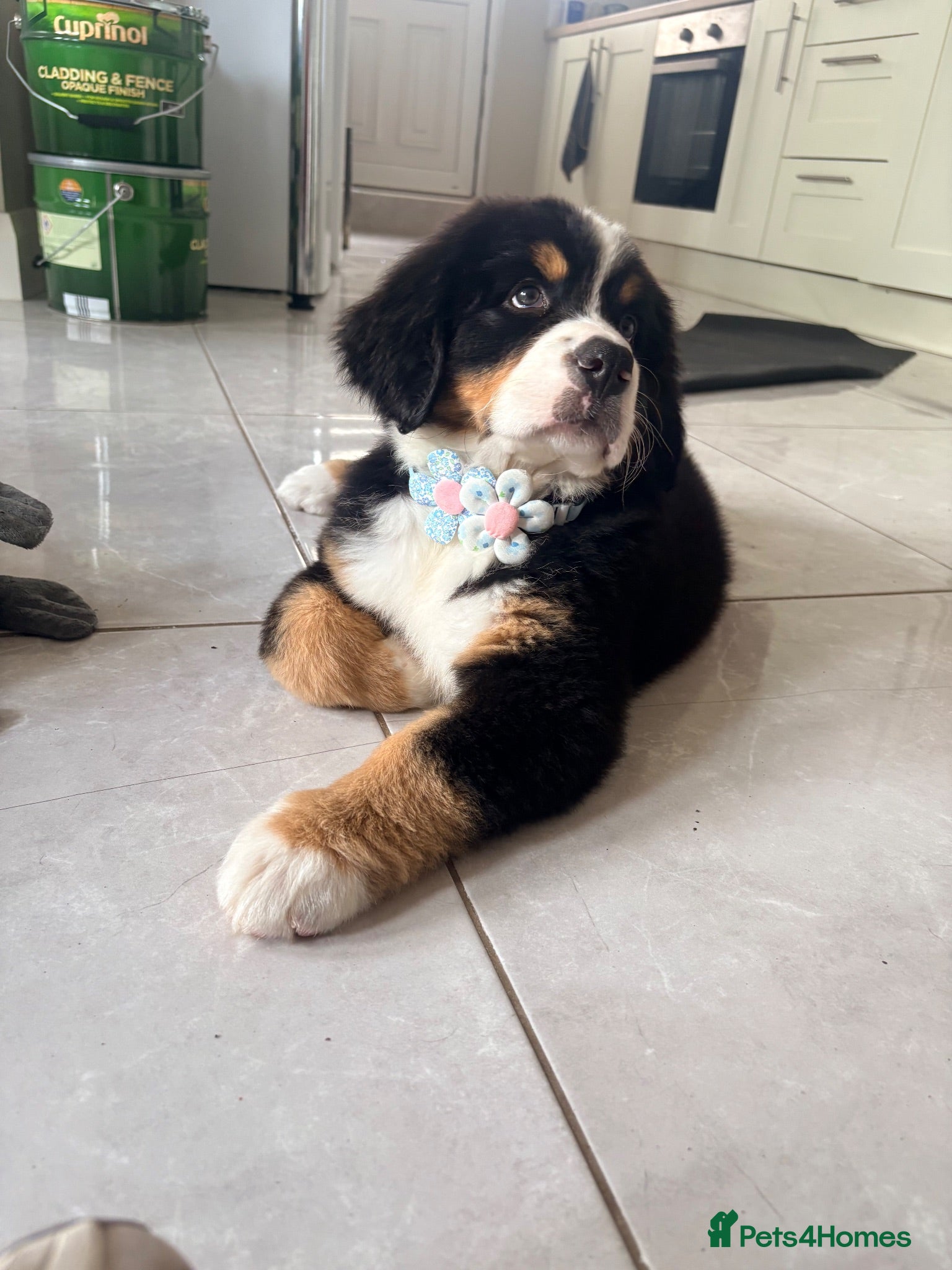 Bernese Mountain Dog dogs Kc Bernese mountain pups  - Advert 2