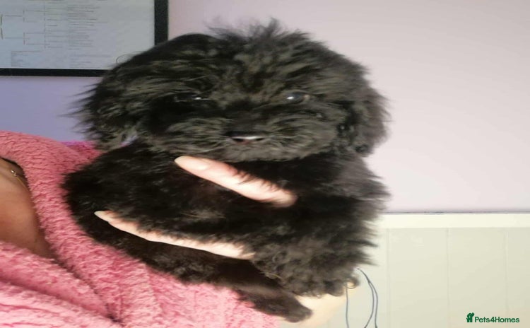 Cavapoo dogs - Advert 1