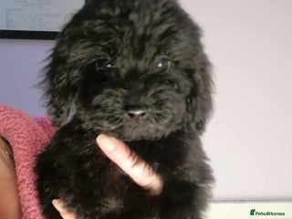 Cavapoo dogs - Advert 17