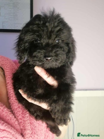 Cavapoo dogs - Advert 1