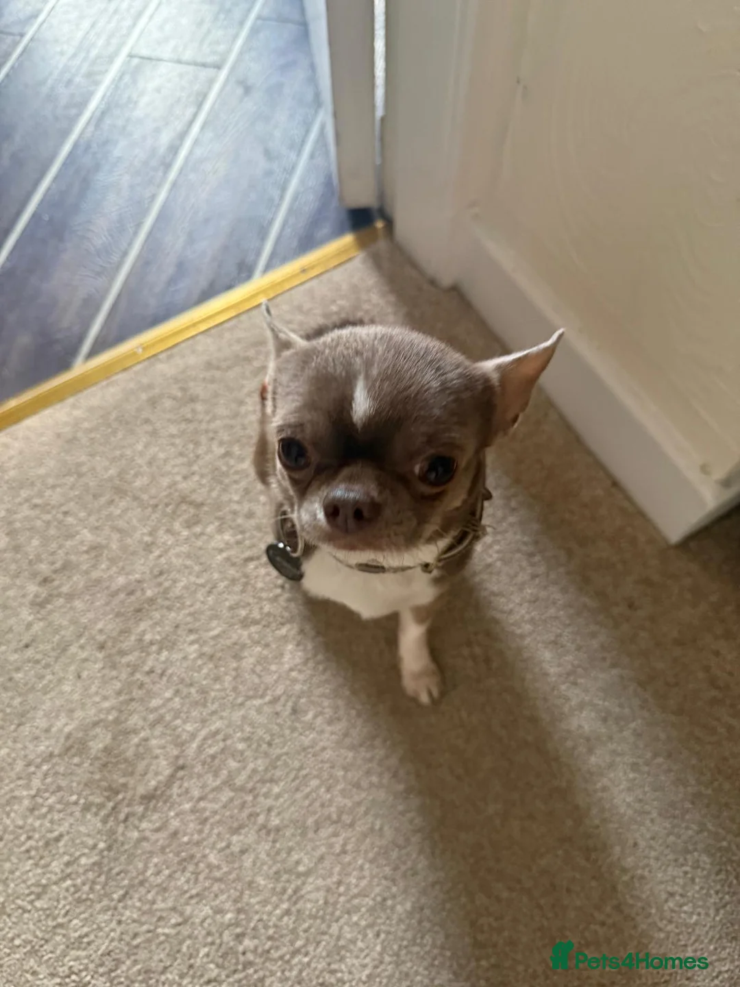 Chihuahua dogs for sale: Chihuahua puppies in Inverness - Advert 21