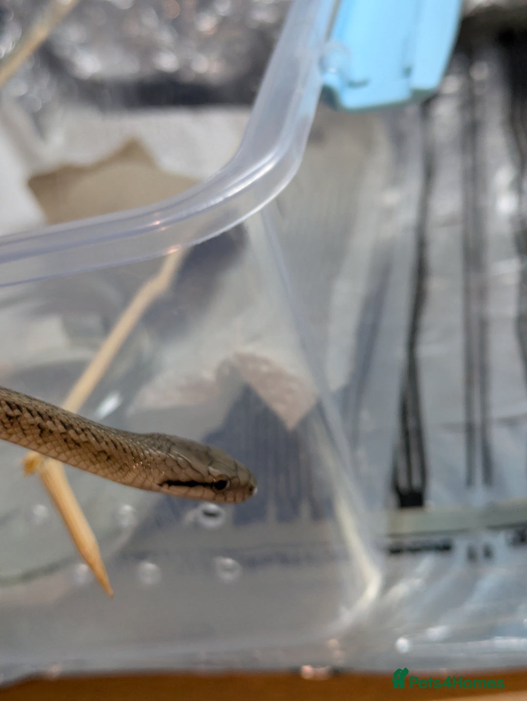 Rat Snake reptiles for sale: RARE baby captive bred japanese rat snake - Image 4