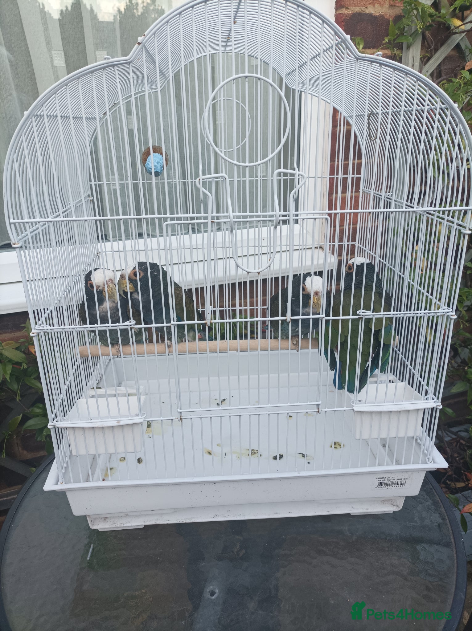 Parrots birds 2 pairs of white capped ponious parrots  - Advert 1