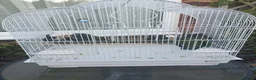Parrots birds for sale: 2 pairs of white capped ponious parrots  in Maidenhead - Advert 1