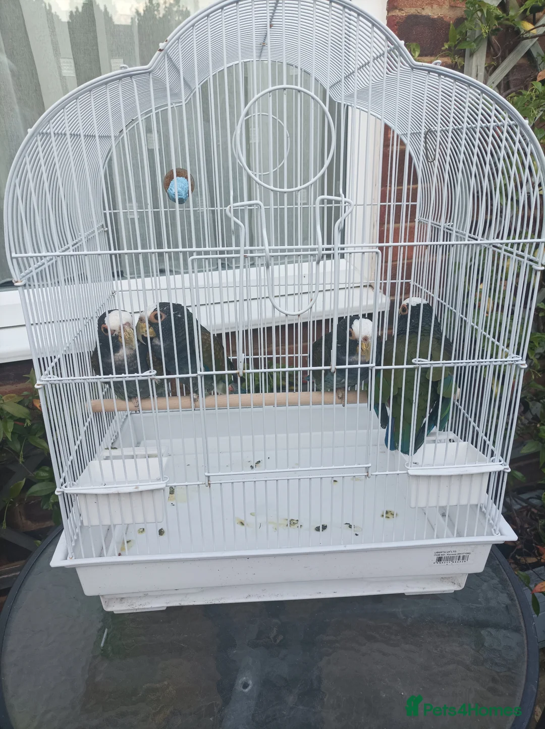 Parrots birds for sale: 2 pairs of white capped ponious parrots  in Maidenhead - Advert 1