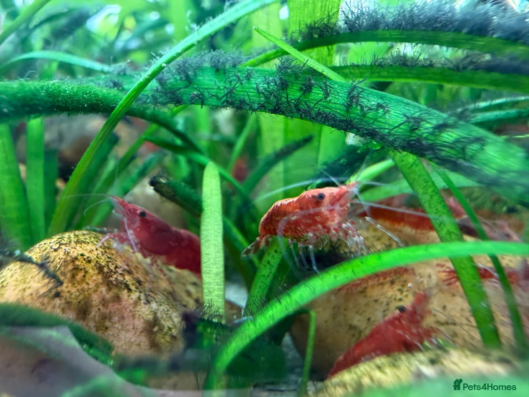 Shrimps fish for sale: Cherry Shrimp - Advert 2