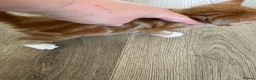 Mixed Breed cats for sale: 4 Ginger Male Kittens from 7th of September  in London - Advert 18