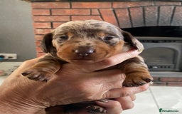 Miniature Dachshund dogs for sale: Smooth Coat Mini Dachshund - Image 10
