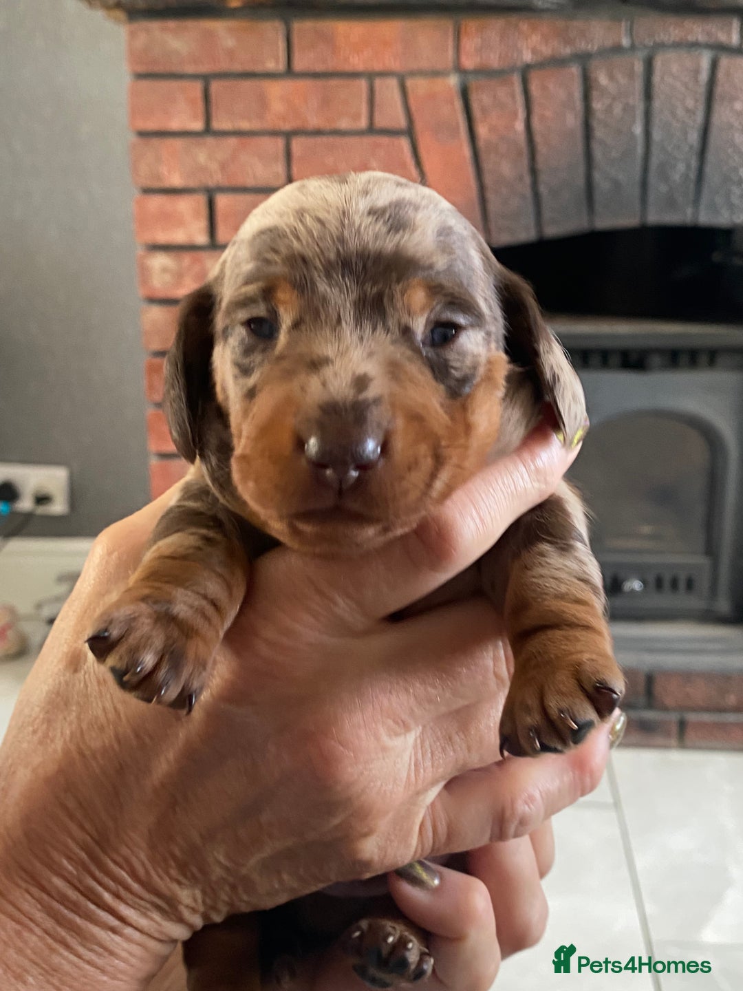 Miniature Dachshund dogs for sale: Smooth Coat Mini Dachshund - Image 10
