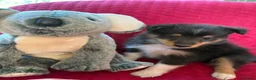 Shetland Sheepdog dogs for sale: Shetland sheepdog puppies  in Crediton - Advert 4