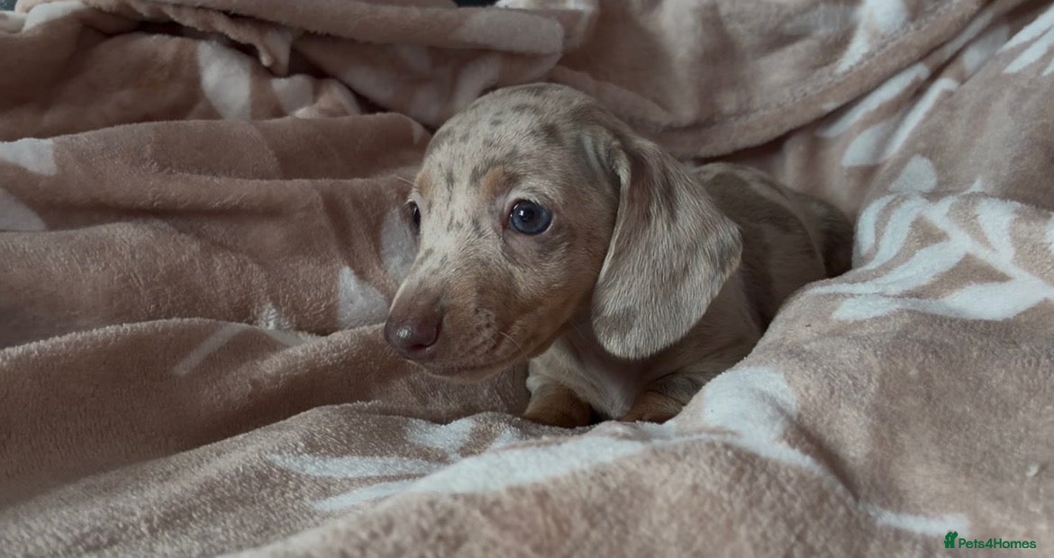 Miniature Dachshund dogs Beautiful miniature dachshund puppies  - Advert 2