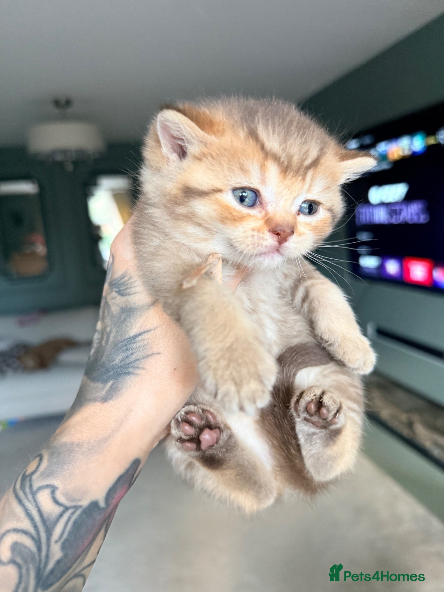 British Shorthair cats 4 Chocolate golden kittens TICA reg  - Advert 2