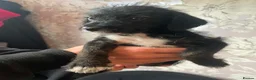 Jackapoo dogs for sale: 🏆Beautiful Jackapoo puppies🏆 1 BOY AND GIRL LEFT - Advert 13