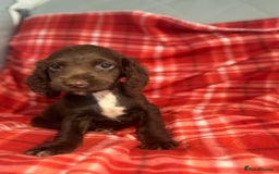 Cocker Spaniel dogs for sale: Cocker spaniel puppies  - Image 5