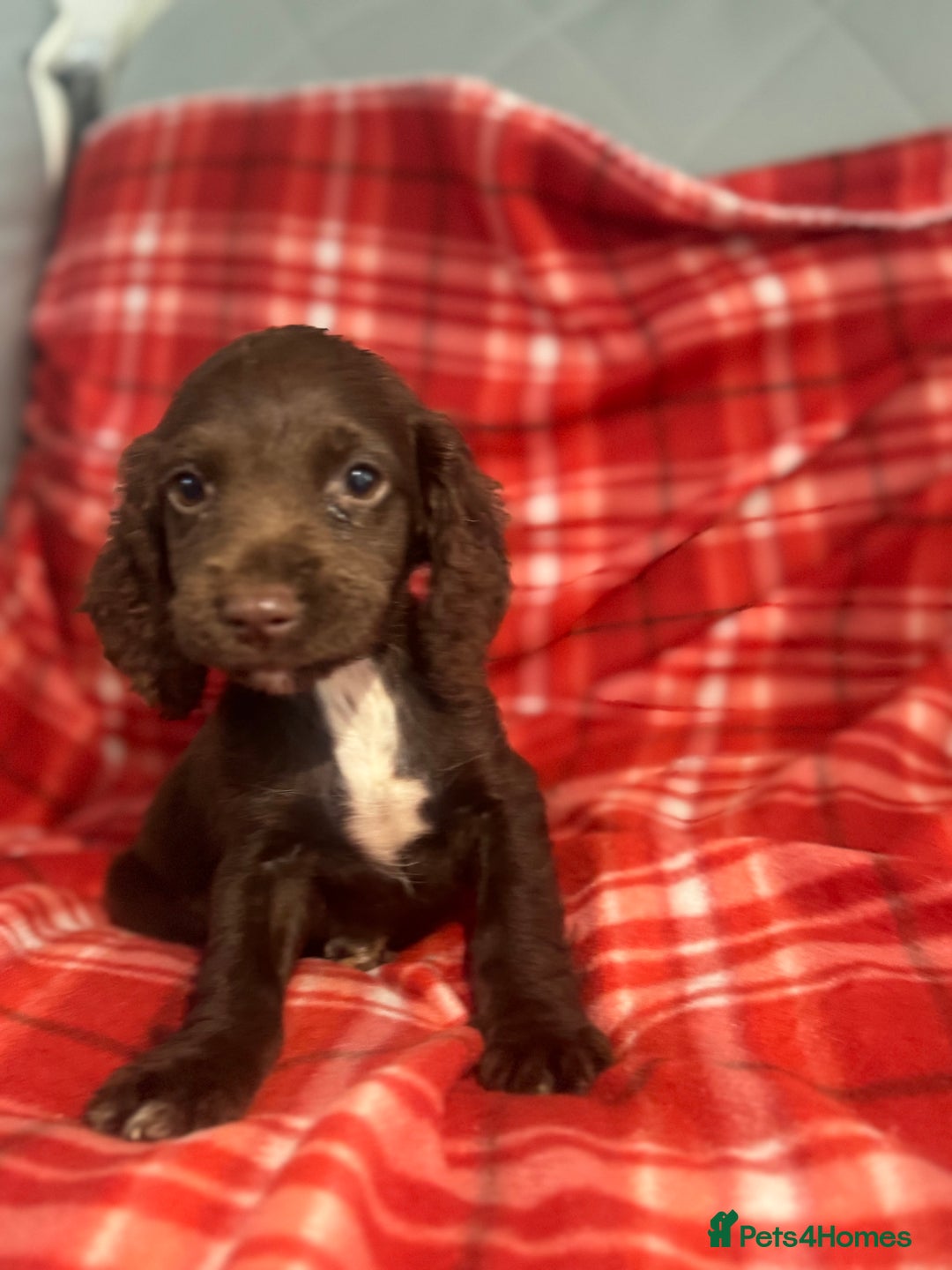 Cocker Spaniel dogs for sale: Cocker spaniel puppies  - Image 5