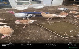 Turkeys poultry for sale: Turkeys  - Image 1