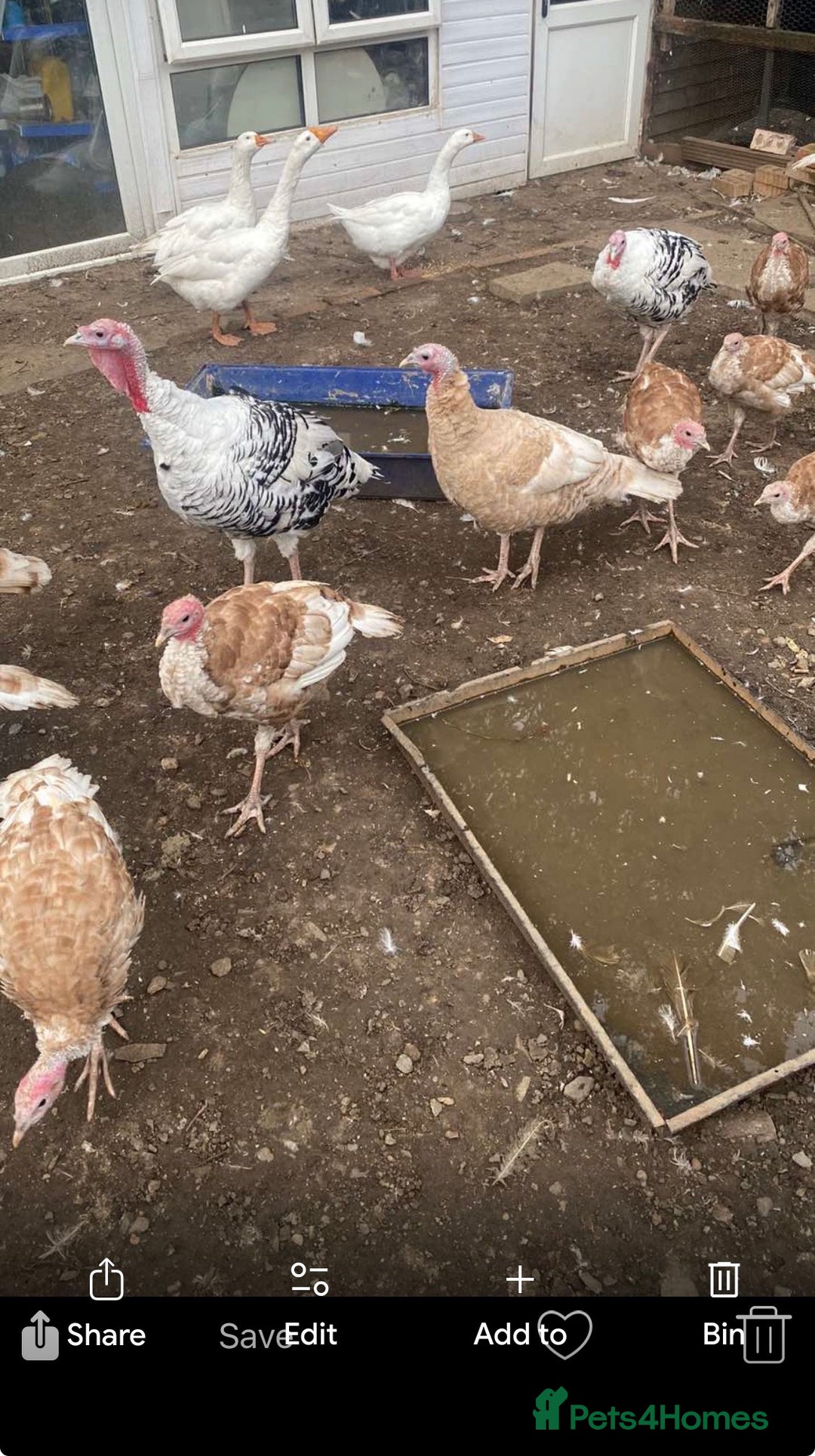 Turkeys poultry for sale: Turkeys  - Image 1