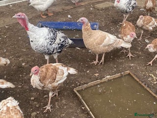 Turkeys poultry Turkeys - Advert 18