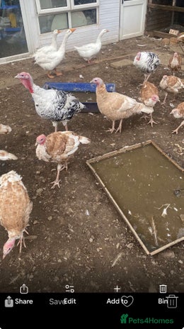 Turkeys poultry - Advert 4