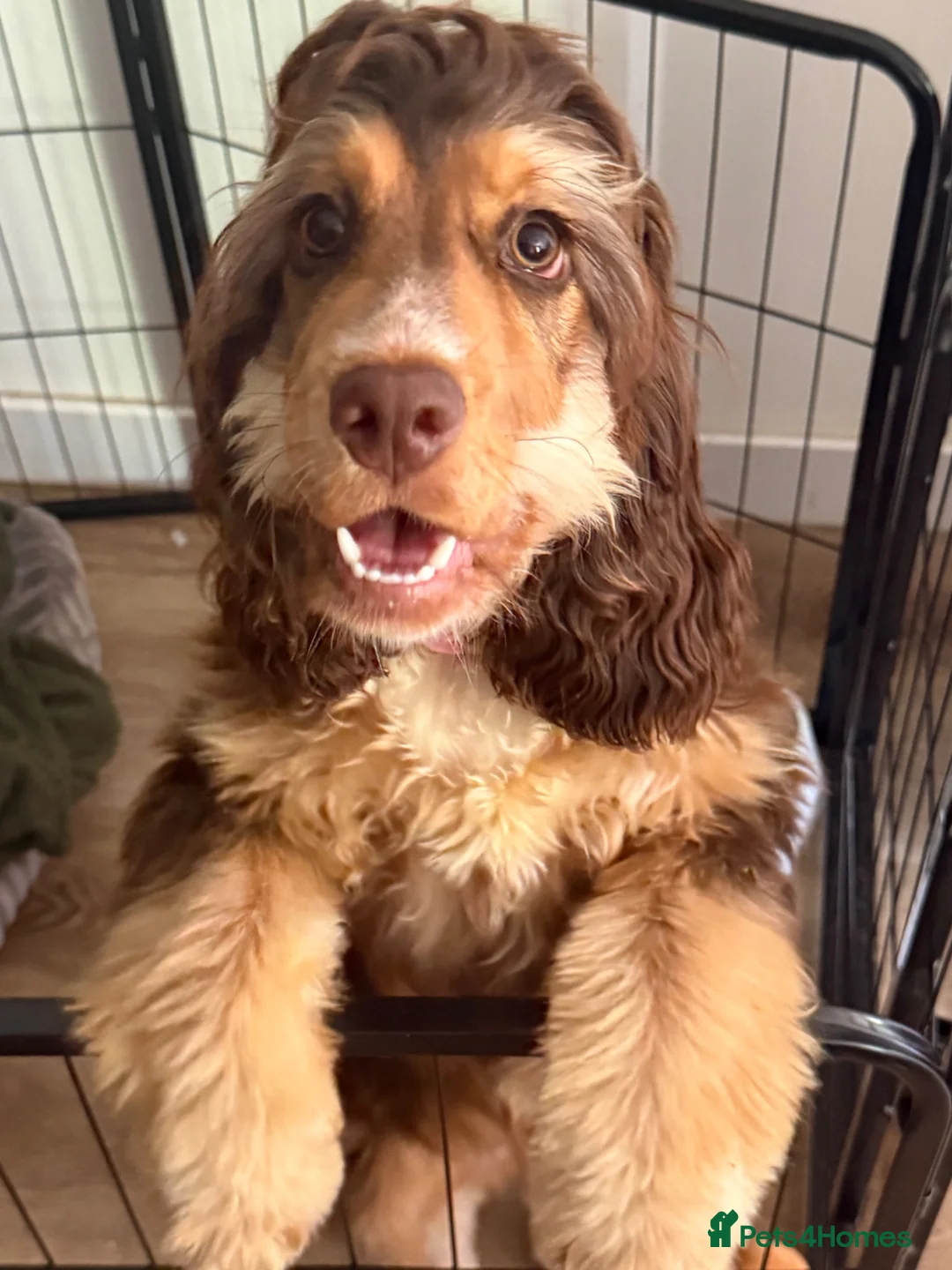 Cocker Spaniel dogs for sale: A beautiful 6 month pup looking for her new home in Northampton - Advert 1
