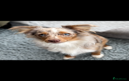 Australian Shepherd dogs for sale: Toy Australian Shepherd Bitch  - Image 2