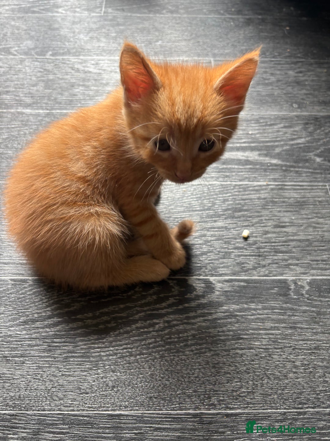 Mixed Breed cats for sale: Adorable fluffy friendly kittens for sale - Image 8
