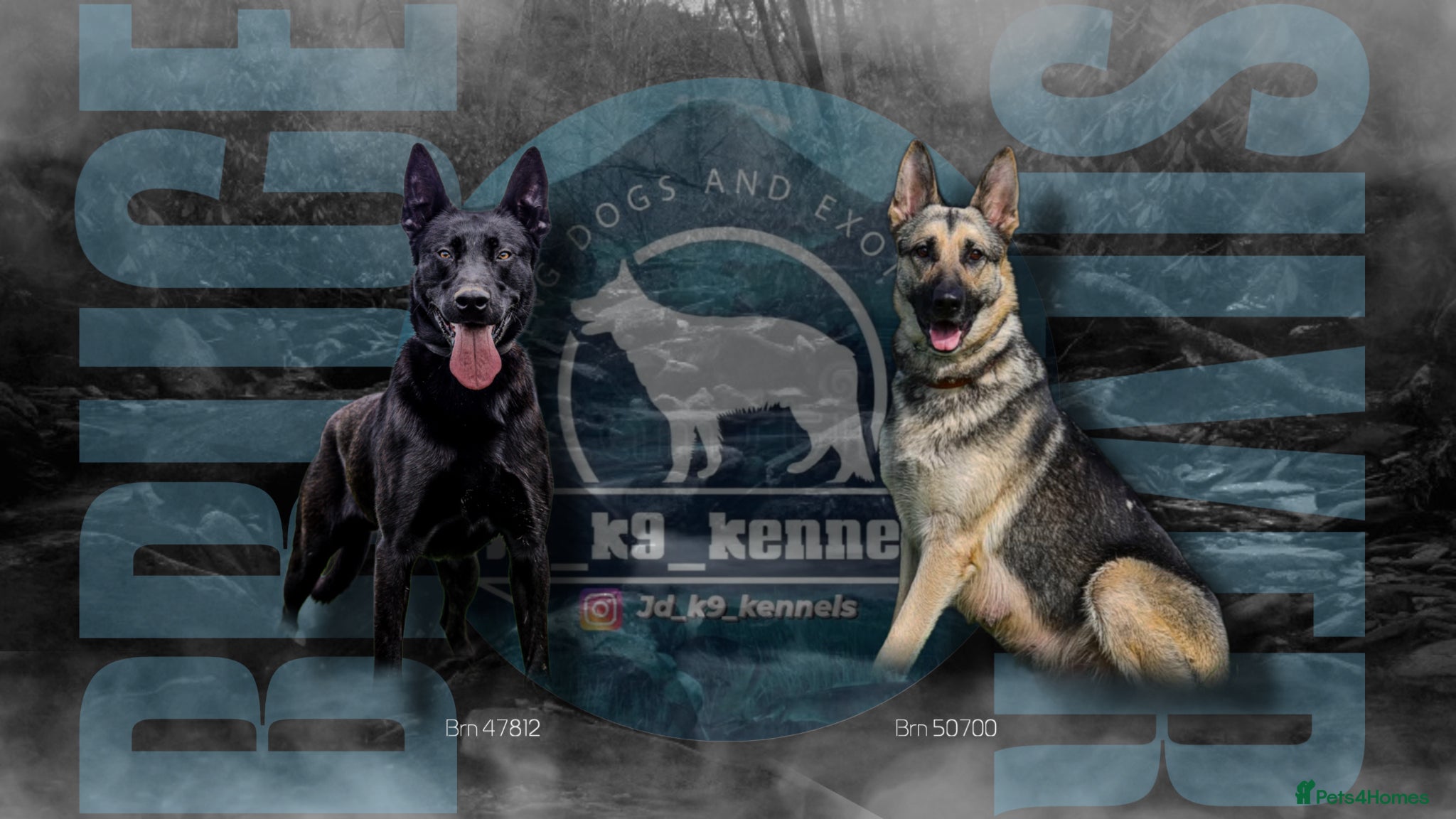 Mixed Breed dogs German shepherd x black Belgian Malinois - Advert 1