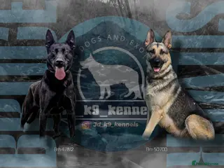 Mixed Breed dogs German shepherd x black Belgian Malinois - Advert 1