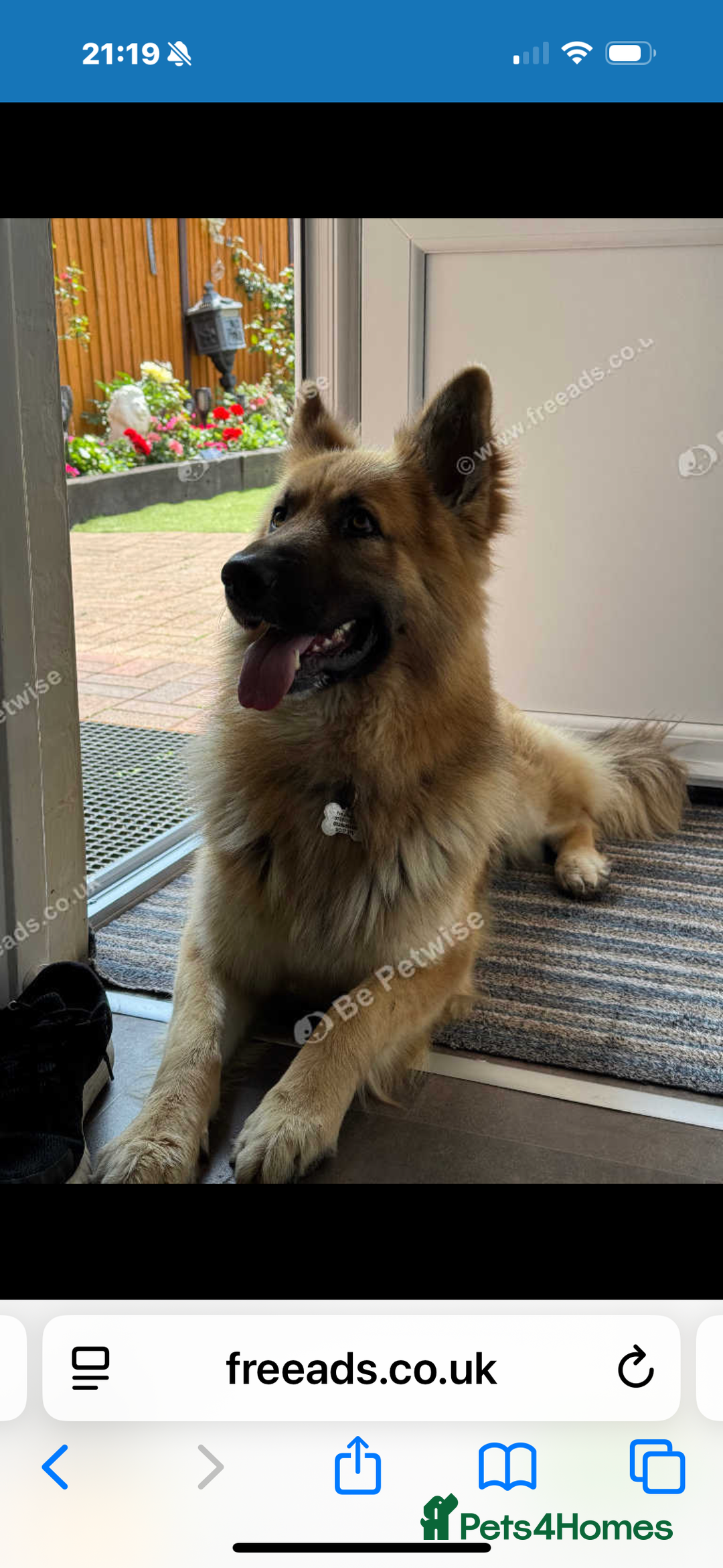 German Shepherd dogs for stud: Beautiful German Shepherd stud  - Advert 2