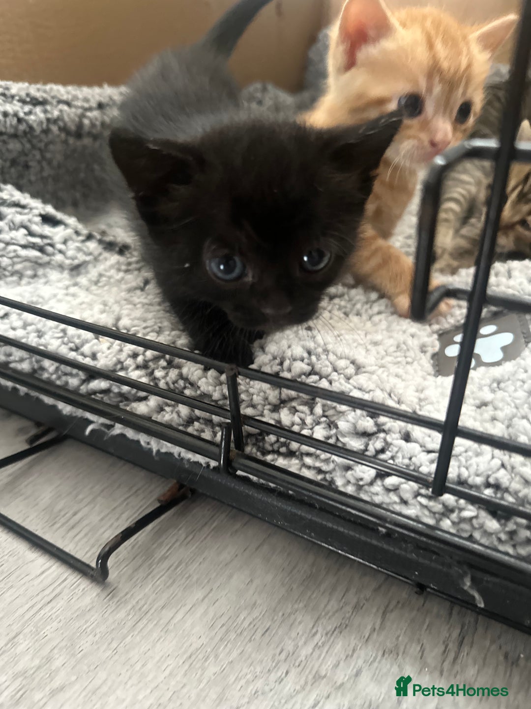 Mixed Breed cats for sale: 2 beautiful kittens for sale  - Image 8