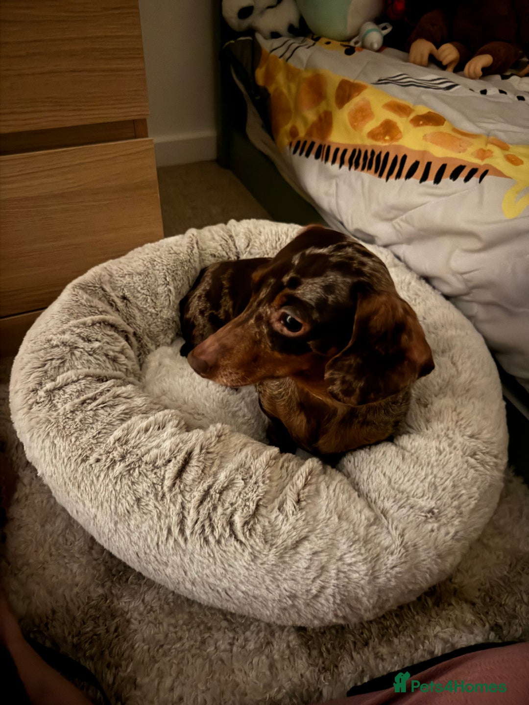 Miniature Dachshund dogs for sale: Mini dashchund  - Advert 1