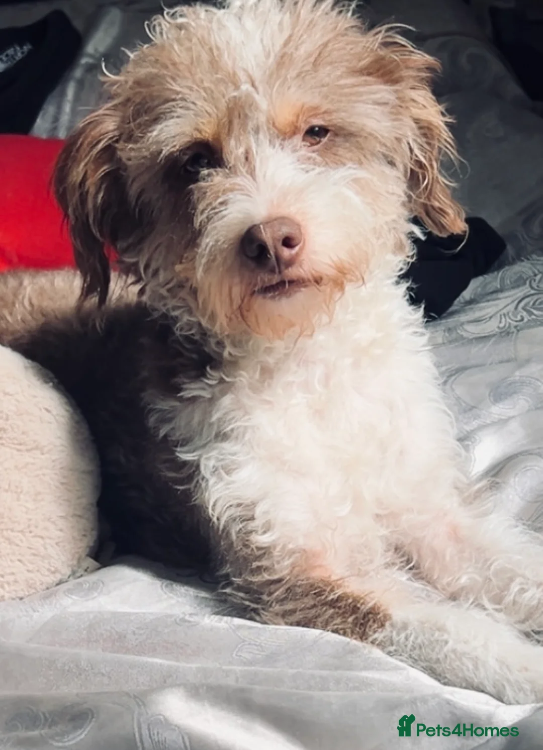 Cockapoo dogs for sale: 3  beautiful cockapoo puppies for sales in Swindon - Advert 1