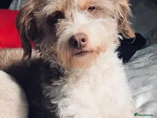 Cockapoo dogs 3 beautiful cockapoo puppies for sales - Advert 7