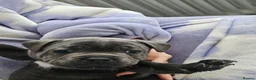 Staffordshire Bull Terrier dogs for sale: Staffordshire bull terrier highest pedigree pups - Advert 3