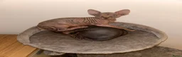 Sphynx cats for sale: Kitten - Advert 31