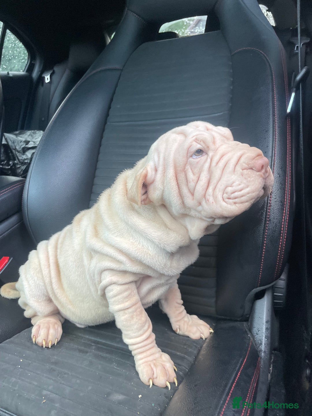 Shar Pei dogs for sale: Shar Pei Puppies  - Image 17