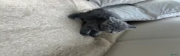 British Shorthair cats for sale: Our British Shorthair has had 5 Beautiful Kittens - Advert 29